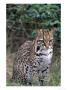 Ocelot (Felis Pardalis) by Lynn M. Stone Limited Edition Print