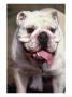 English Bulldog by Rudi Von Briel Limited Edition Print