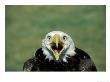 Adult Male Bald Eagle by Amy And Chuck Wiley/Wales Limited Edition Print