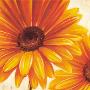 Sparkling Gerbera by Arkadiusz Warminski Limited Edition Print