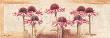 My Pink Daisies by Anna Gardner Limited Edition Print
