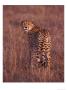 Cheetah, Masai Mara, Kenya by Dee Ann Pederson Limited Edition Pricing Art Print