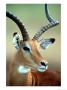 Male Impala With Curved Horns, Kenya by William Sutton Limited Edition Print