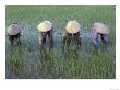 Mekong Delta, Vietnam by Keren Su Limited Edition Print