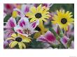 Daisy Flower Design, Portland, Oregon, Usa by Darrell Gulin Limited Edition Print