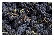 Merlot Grapes Ready To Crush, Terra Blanca Winery, Benton City, Washington, Usa by Connie Ricca Limited Edition Pricing Art Print