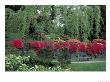 Japanese Garden Rhododendrons In Washington Park Arboretum, Seattle, Washington, Usa by Jamie & Judy Wild Limited Edition Print