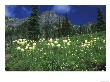 Beargrass At Eunice Lake, Mt. Rainier National Park, Washington, Usa by Rob Tilley Limited Edition Print