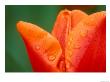 Tulip Detail, Skagit County, Washington, Usa by Rob Tilley Limited Edition Print