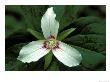 Painted Trillium, Port Huron, Michigan, Usa by Claudia Adams Limited Edition Print