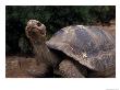 Giant Tortoise On The Galapagos Islands, Ecuador by Stuart Westmoreland Limited Edition Print