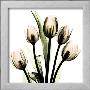 Crystal Flowers X-Ray, Tulip Bouquet by Albert Koetsier Limited Edition Print