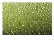 Drops And Droplets Of Water On A Sheet Of Glass by Taylor S. Kennedy Limited Edition Print