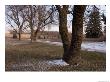 Siberian Elm Trees In The Melting Snow At The Historic Waveland Farm by Joel Sartore Limited Edition Pricing Art Print