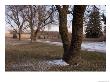 Siberian Elm Trees In The Melting Snow At The Historic Waveland Farm by Joel Sartore Limited Edition Print