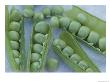 A Close View Of Peas In Their Pods by Tom Murphy Limited Edition Print