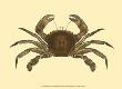 Antique Crab Ii by James Sowerby Limited Edition Pricing Art Print