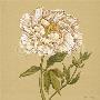 White Peony by Lynne Misiewicz Limited Edition Print