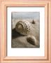 Seashell I by Sondra Wampler Limited Edition Print