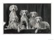Group Of Five Beautiful Saluki Puppies Owned By Mrs Barrs by Thomas Fall Limited Edition Print