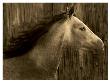 Buckskin by Robert Dawson Limited Edition Pricing Art Print