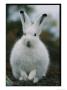 Portrait Of A Snowshoe Hare In Its Winter Coat by Norbert Rosing Limited Edition Print