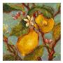 Lemons On A Branch by Nicole Etienne Limited Edition Print