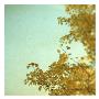 Ginkgo I by Alicia Bock Limited Edition Print