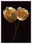 Illuminated Tulips Ii by Ilona Wellmann Limited Edition Print