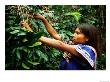 Guaymi Indian Woman Harvesting Coffee, Boquete, Panama by Alfredo Maiquez Limited Edition Print