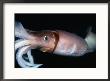 Close View Of A Giant Or Humboldt Squid At Night by Brian J. Skerry Limited Edition Print