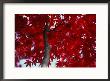 Close View Of Red Maple Leaves by Al Petteway Limited Edition Print