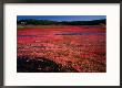 Cranberry Bog, Between Onset And Buzzards Bay, Massachusetts, Usa by Jon Davison Limited Edition Print