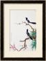 Happy Birds In Plum Tree by Hsi-Tsun Chang Limited Edition Print