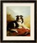 A Collie, The Guardian Of The Flock, 1908 by Edwin Douglas Limited Edition Print