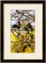 Parakeets And Gold Fish Bowl, 1893 by Louis Comfort Tiffany Limited Edition Print