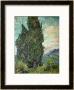 Cypresses, 1889 by Vincent Van Gogh Limited Edition Print