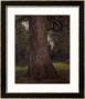 Study Of The Trunk Of An Elm Tree, Circa 1821 by John Constable Limited Edition Print