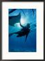 Diving At Stingray City On Grand Cayman, Grand Cayman, Grand Cayman, Cayman Islands by Greg Johnston Limited Edition Print