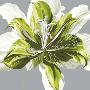 Spring Greens I by Sally Scaffardi Limited Edition Print