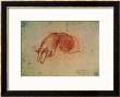 Study Of A Hand by Leonardo Da Vinci Limited Edition Print