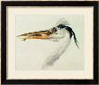 Heron With A Fish by William Turner Limited Edition Pricing Art Print