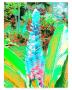 Garden Party by Lucas Goldfinger Limited Edition Pricing Art Print