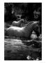 2 White Horses In Water by Tim Lynch Limited Edition Print