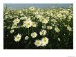 Field Filled With Daisies In Bloom by Klaus Nigge Limited Edition Print