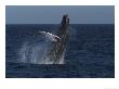 A Breaching Humpback Whale by Ralph Lee Hopkins Limited Edition Pricing Art Print