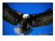 Bald Eagle (Haliaeetus Leucocephalus), Usa by Mark Newman Limited Edition Print