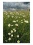 Field Filled With Daisies And Tall Grasses by Klaus Nigge Limited Edition Print