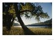 Twilight View Of Missouri River And Cottonwood Tree by Gordon Wiltsie Limited Edition Print