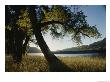 Twilight View Of Missouri River And Cottonwood Tree by Gordon Wiltsie Limited Edition Print